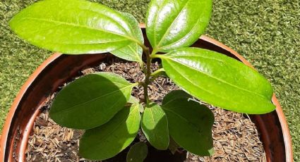 ¿Cómo cultivar canela en casa en una maceta FÁCIL y RAPIDO?