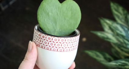 Suculenta Hoya Kerrii: La planta con forma de corazón perfecta para atraer amor y dinero