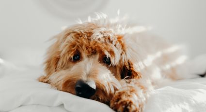 3 consejos para ELIMINAR el olor a orina de perro de tu casa