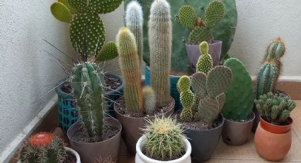 Feng Shui: 3 cactus que debes poner en la entrada de la casa para atraer dinero y fortuna