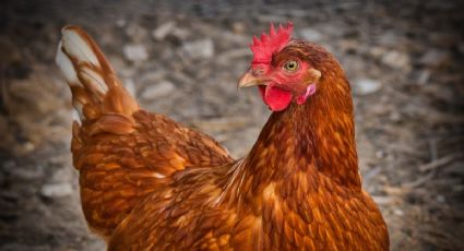 Hombre muere tras ser atacado brutalmente por una gallina en Irlanda