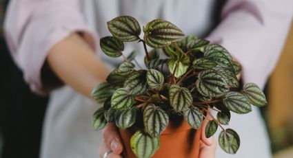 Feng Shui: 3 plantas que debes poner en tu casa para atraer el amor