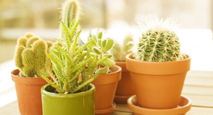 Feng Shui: 5 suculentas y cactus que necesitas para atraer dinero a tu casa o negocio