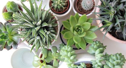 Feng Shui: 3 lugares donde NO debes poner las plantas porque es de mala suerte	