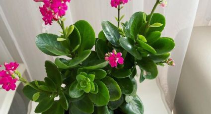 Feng Shui: 3 suculentas con flores que debes poner en tu casa para atraer dinero y fortuna