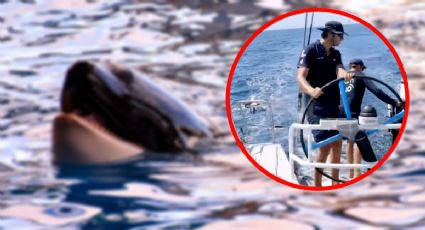 El ATERRADOR momento en el que una manada de orcas ataca una embarcación de Ocean Race | VIDEO