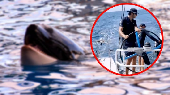 El ATERRADOR momento en el que una manada de orcas ataca una embarcación de Ocean Race | VIDEO