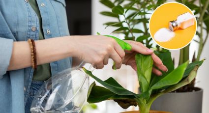 Elimina las PLAGAS de tus plantas de forma natural con estos ingredientes de cocina