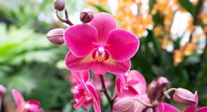 Con este INGREDIENTE con propiedades antioxidantes tus orquídeas lucierán más bellas que nunca