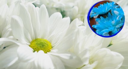 ¿Cómo cambiar el color de tus crisantemos de blancos a azules sin dañarlos?