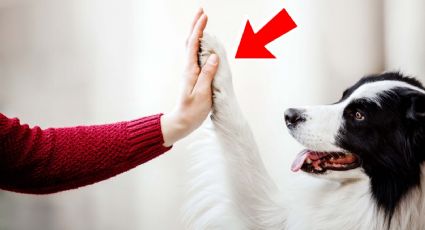 Cómo ELIMINAR los callos de codos y patas de tu PERRO con este remedio casero | RECETA