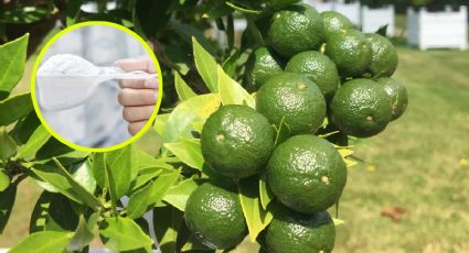 Cómo hacer el abono casero para que tu árbol de limón crezca SANO y sin plagas