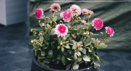 Los 5 ingredientes de cocina que harán que tus plantas exploten de flores en primavera