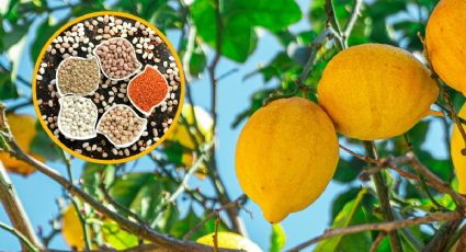 Cómo hacer que los cítricos de tu limonero crezcan más grandes con solo 1 semilla de cocina