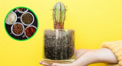 Cómo hacer que tu cactus florezca con solo 1 ingrediente básico de la cocina