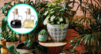 Protege tus plantas de plagas con tan solo 1 ingrediente de cocina