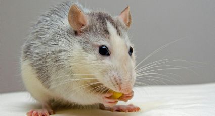 ¿Cómo eliminar ratones de tu casa con bicarbonato de sodio?
