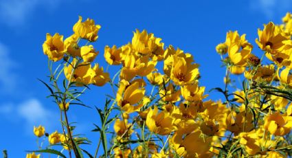 ¿Por qué se regalan FLORES amarillas el 21 de marzo?