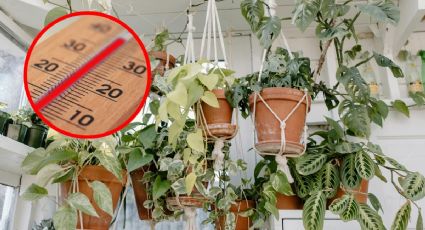 Cuáles son las plantas colgantes que debes poner en casa para absorber el CALOR