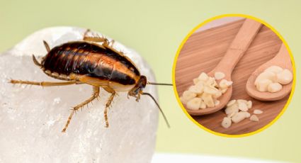 Cómo eliminar una plaga de cucarachas con solo 1 ingrediente de cocina