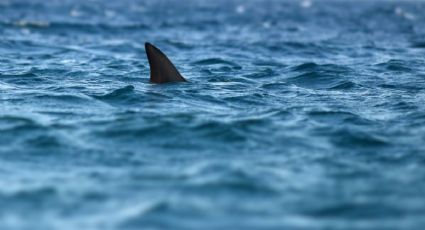 Cierran playa de Florida tras ataque de tiburón a 3 personas; esto sabemos