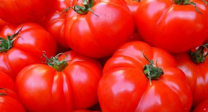 U.S. lifts restrictions on mexican tomatoes due to Rugose Virus