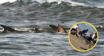 Tragedia en Texas: Tiburón ataca gravemente a una mujer en la Isla del Padre
