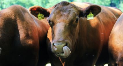 Mexico Aims to Eradicate Bovine Tuberculosis