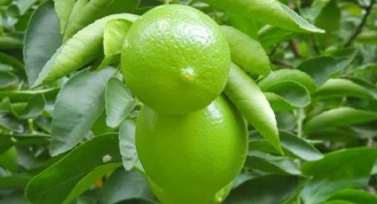 Cómo hacer que tus limoneros crezcan rápidamente con este sencillo truco