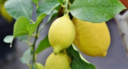 ¿Cómo podar tu árbol de limón para que estalle de frutos en tan solo unos días?